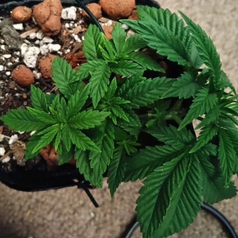 Super Critical (Bagseed) growlog photo: Without having been topped and minimal LST, this is a beatifully bushy plant. A keeper for sure. Giving it's first topping today.
