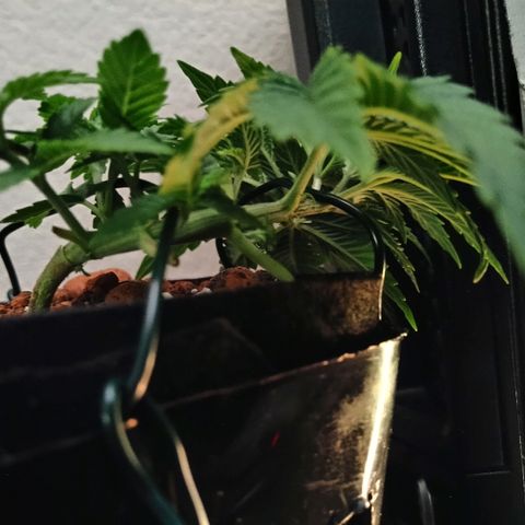 Super Critical (Bagseed) growlog photo: Cut the 6th node off. The two little stubs will become two new tops, but this will also give the lower nodes more focus on growing. 