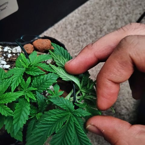 Super Critical (Bagseed) growlog photo: Cut the 6th node off. The two little stubs will become two new tops, but this will also give the lower nodes more focus on growing. 
