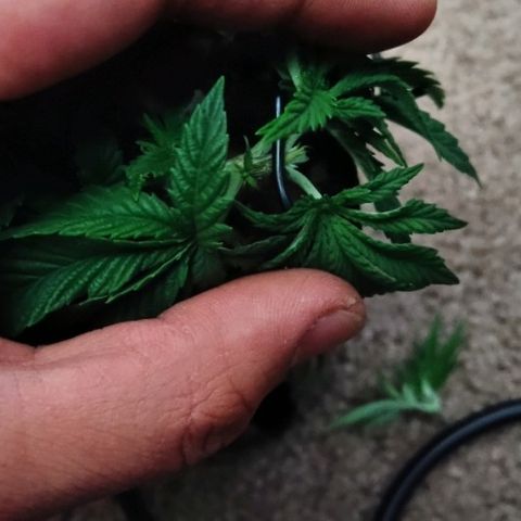 Super Critical (Bagseed) growlog photo: Cut the 6th node off. The two little stubs will become two new tops, but this will also give the lower nodes more focus on growing. 