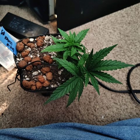 Backup Singer #3 (Bagseed) growlog photo: Removed the last premature fan leaves. 