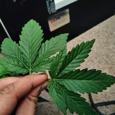 Backup Singer #3 (Bagseed) growlog photo: Removed the last premature fan leaves. 