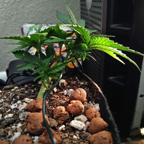 Backup Singer #3 (Bagseed) growlog photo: Looking good.