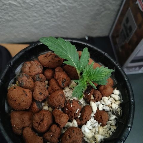 Purple Headband (Bagseed) growlog photo: Still not really growing uniformly aha. Also it seems like some pests are trying to get the weakest link in the server, however this has also been sprayed with neem oil so they shouldnt come back. 