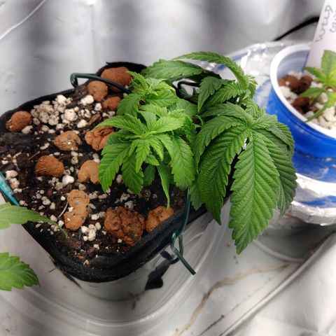 Super Critical (Bagseed) growlog photo: Watered this morning and got a big of overwatering complaint. Perhaps it was the tap water that caused it too.
