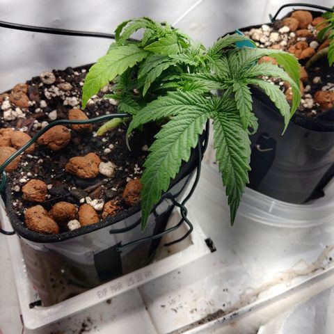 Backup Singer #3 (Bagseed) growlog photo: Either over watering or it's the tap water that caused this dropping, it'll perk up. 