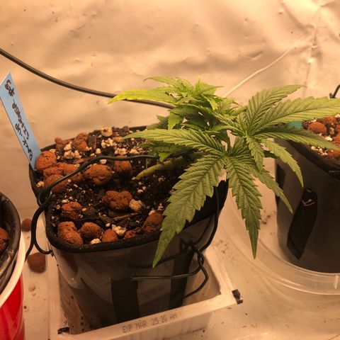 Backup Singer #3 (Bagseed) growlog photo: All good now. 