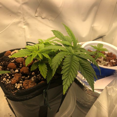 Super Critical (Bagseed) growlog photo: Looking vibrant now. 