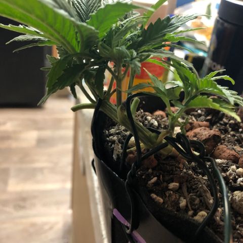 Backup Singer #3 (Bagseed) growlog photo: Took clone, placed in AeroGarden3