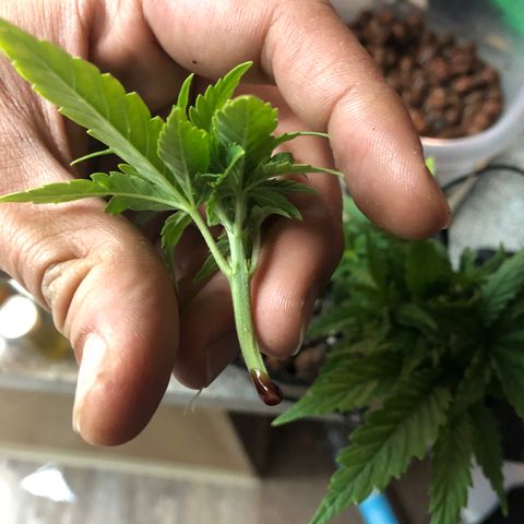 Backup Singer #3 (Bagseed) growlog photo: Took clone, placed in AeroGarden3