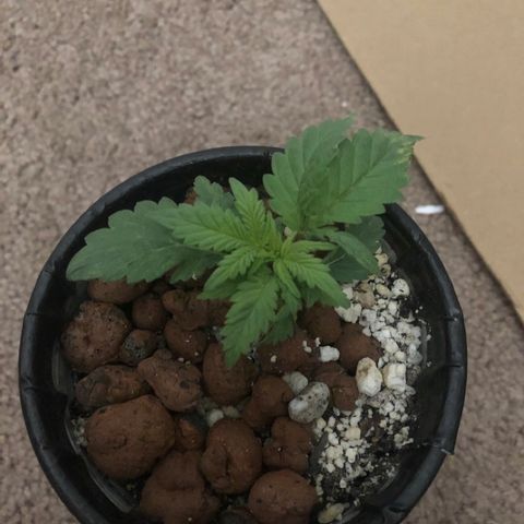 Purple Headband (Bagseed) growlog photo: This one is starting to actually look like cannabis, I poked holes in the side of cup a couple days ago to promote more “air roots” like the fabric pots do. It sort of worked. 