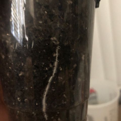 Purple Headband (Bagseed) growlog photo: This one is starting to actually look like cannabis, I poked holes in the side of cup a couple days ago to promote more “air roots” like the fabric pots do. It sort of worked. 