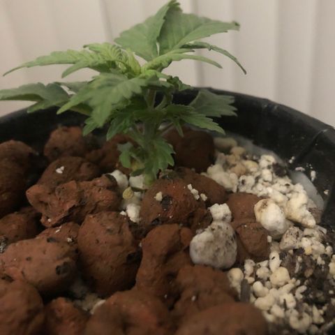 Purple Headband (Bagseed) growlog photo: This one is starting to actually look like cannabis, I poked holes in the side of cup a couple days ago to promote more “air roots” like the fabric pots do. It sort of worked. 
