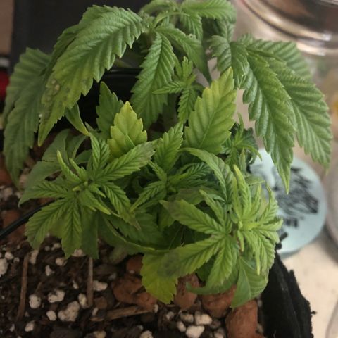 Super Critical (Bagseed) growlog photo: Has some Calcium/Magnesium and Nitrogen deficiency. I’ll be feeding with molasses and Grow Big later when the lights come back on. Soil is still a bit moist.