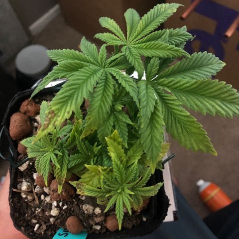 Super Critical (Bagseed) growlog photo: Nitrogen deficiency is fading away, cal/mag def seems to have stopped as well. Need to keep in mind this one needs feeding more than the others. 