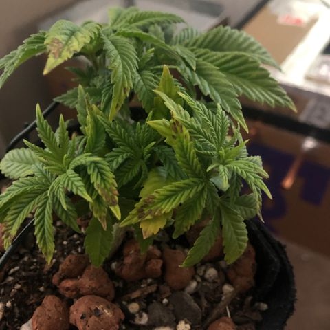 Super Critical (Bagseed) growlog photo: Nitrogen deficiency is fading away, cal/mag def seems to have stopped as well. Need to keep in mind this one needs feeding more than the others. 