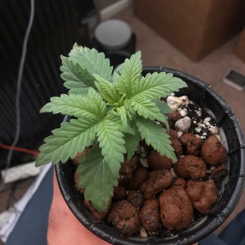 Purple Headband (Bagseed) growlog photo: This is looking very indica dominant. Super compact and wide fan leaves. 