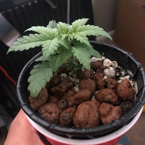 Purple Headband (Bagseed) growlog photo: This is looking very indica dominant. Super compact and wide fan leaves. 