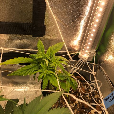 Backup Singer #3 (Bagseed) growlog photo: Sending Backup Singer #3 into flower to sex it. 