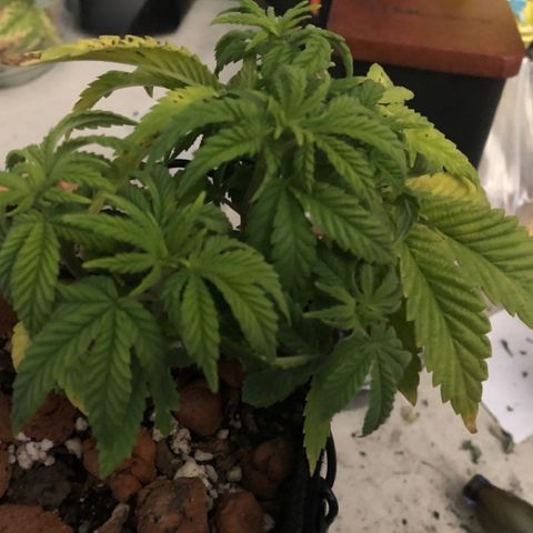 Super Critical (Bagseed) growlog photo: Super Critical is looking much better. I’ll continue with the heavy feedings until it tells me to back off. Took a snipping off but not sure if it’ll make it as a clone, will take another in the next couple days. 