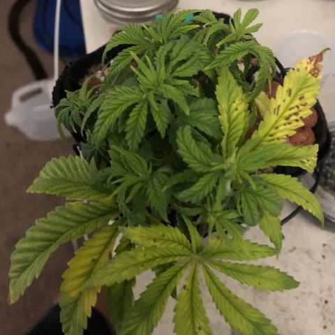 Super Critical (Bagseed) growlog photo: Super Critical is looking much better. I’ll continue with the heavy feedings until it tells me to back off. Took a snipping off but not sure if it’ll make it as a clone, will take another in the next couple days. 