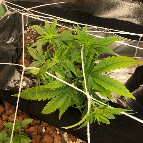 Backup Singer #3 (Bagseed) growlog photo: Still just stretching out, no signs of sex yet.