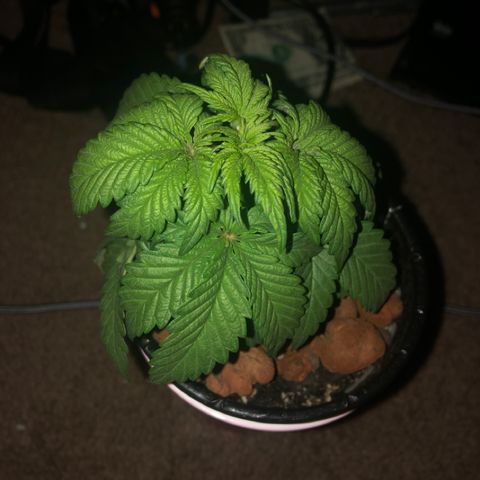 Purple Headband (Bagseed) growlog photo: Some defoliation to expose all those bottom nodes. This one is looking awesome. 
