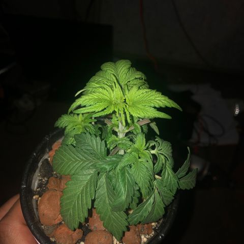 Purple Headband (Bagseed) growlog photo: Some defoliation to expose all those bottom nodes. This one is looking awesome. 