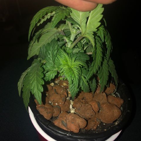 Purple Headband (Bagseed) growlog photo: Some defoliation to expose all those bottom nodes. This one is looking awesome. 