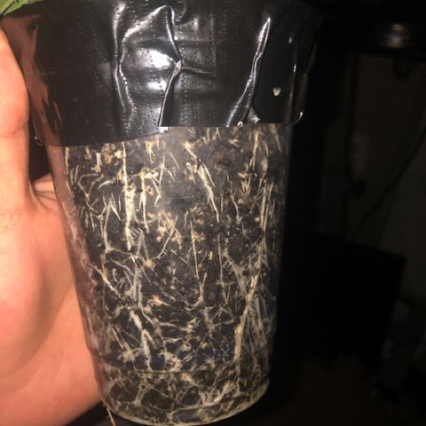 Purple Headband (Bagseed) growlog photo: Some defoliation to expose all those bottom nodes. This one is looking awesome. 