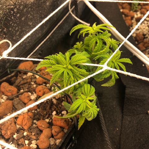 Super Critical (Bagseed) growlog photo: Took two more clones and sent this one to flower to find out sex. 