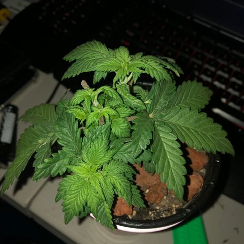 Purple Headband (Bagseed) growlog photo: Took the top node off and set it aside as a clone. 