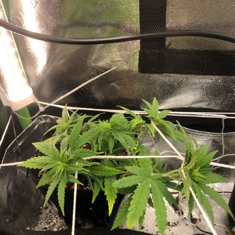 Backup Singer #3 (Bagseed) growlog photo: Stretching out nicely, still no signs of sex though.
