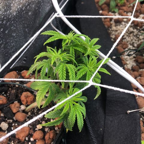 Super Critical (Bagseed) growlog photo: Starting to green up nicely, gave it another round of Grow nutes.