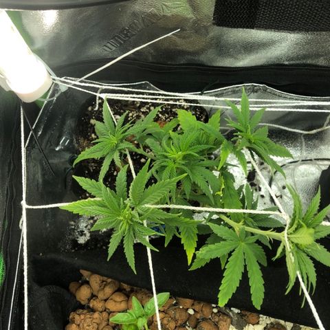Backup Singer #3 (Bagseed) growlog photo: Stretching out nicely, still no signs of sex though.