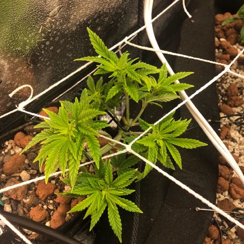 Super Critical (Bagseed) growlog photo: Responding well with the heavy feeding. Stretching out nicely already. 