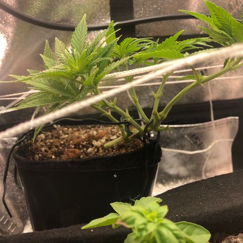 Backup Singer #3 (Bagseed) growlog photo: Looking nice and clean now.