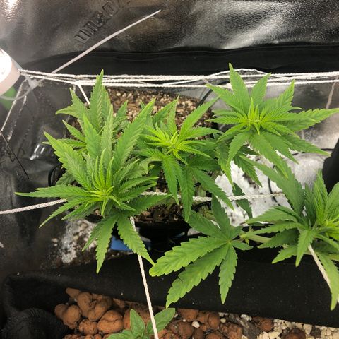 Backup Singer #3 (Bagseed) growlog photo: Looking nice and clean now.