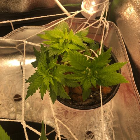 Purple Headband (Bagseed) growlog photo: Did some lower area clean up, not too much on this one. Coming along nicely. 
