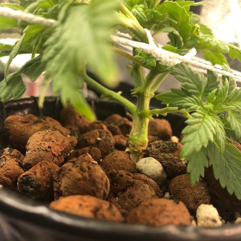 Purple Headband (Bagseed) growlog photo: Did some lower area clean up, not too much on this one. Coming along nicely. 