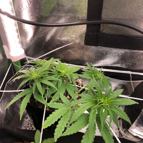 Backup Singer #3 (Bagseed) growlog photo: Stretching out like crazy but no signs of sex yet. This one has already doubled in height. 