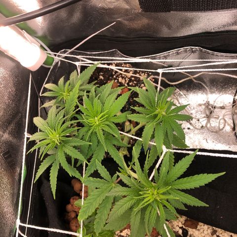 Backup Singer #3 (Bagseed) growlog photo: Stretching out like crazy but no signs of sex yet. This one has already doubled in height. 