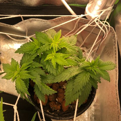 Purple Headband (Bagseed) growlog photo: No major changes, looking nice and even.