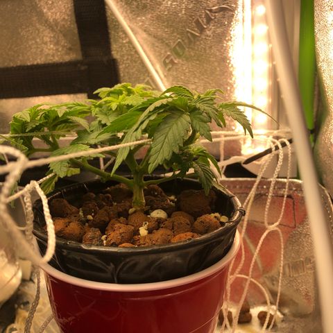Purple Headband (Bagseed) growlog photo: No major changes, looking nice and even.