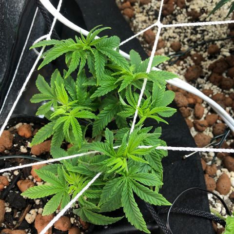 Super Critical (Bagseed) growlog photo: Really hoping this one turns out female, it’s super bushy with little work, given I took a total of 3 clones from it prior to sending to flower. 