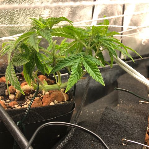 Super Critical (Bagseed) growlog photo: Really hoping this one turns out female, it’s super bushy with little work, given I took a total of 3 clones from it prior to sending to flower. 