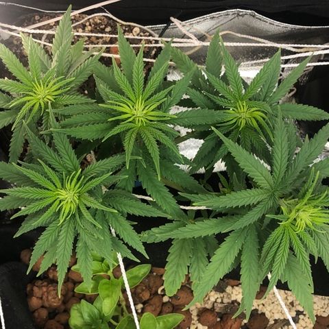 Backup Singer #3 (Bagseed) growlog photo: Yes!!! I see hairs, she’s a girl. Not sure if they come up on camera but I can see them for sure. 