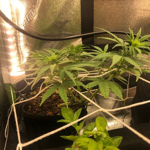 Backup Singer #3 (Bagseed) growlog photo: Yes!!! I see hairs, she’s a girl. Not sure if they come up on camera but I can see them for sure. 