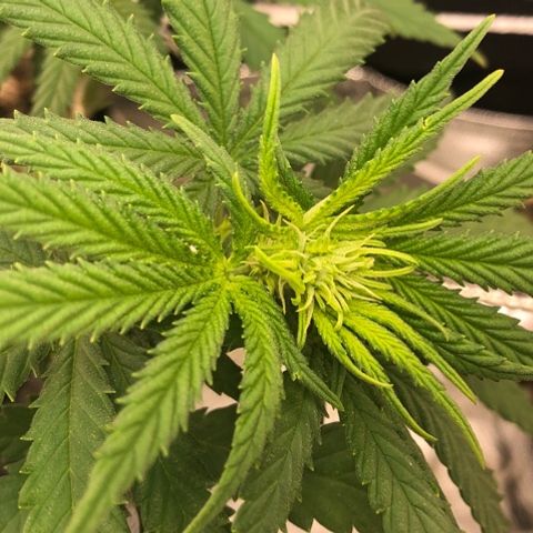 Backup Singer #3 (Bagseed) growlog photo: There’s a closer shot of the bud site, the hairs are sort of visible.