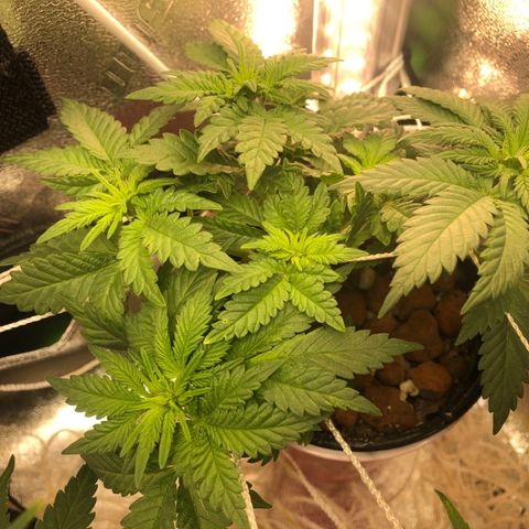 Purple Headband (Bagseed) growlog photo: Nice and bushy, I think is see preflower but no real signs of sex. Can’t say till I’m 100% certain. 